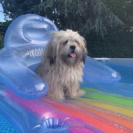Bentley - Lhasa Apso