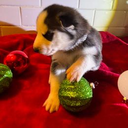Siberian Husky Puppies from Hito's Huskies