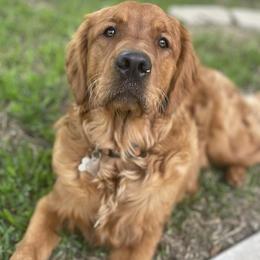 Golden Retrievers from Jack and Ginger’s Goldens