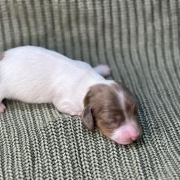 Oz AKC - Dapple male Dachshund puppy in Osage, Oklahoma from Vandruff Creek Mini Dachshunds