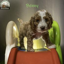 Benny - Apricot male Australian Labradoodle puppy in Cashmere, Washington from Mountain Home Doodles