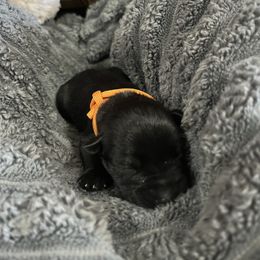 Natalie - Black female Miniature Schnauzer puppy in Dawson, Georgia from Faith Farm Miniature Schnauzers