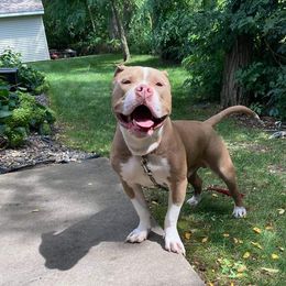 American Bullies from M.D.T.C