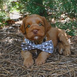 Holden - Caramel red male Australian Labradoodle puppy in Matthews, North Carolina from Weddington Labradoodles