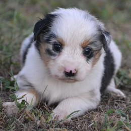 DiamondR Acorn - Blue Merle Male - Blue merle male Miniature Australian Shepherd puppy in Gravette, Arkansas from DiamondR Mini Aussies @ DiamondR Farm & Kennel