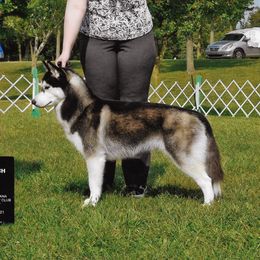 Fen - Siberian Husky