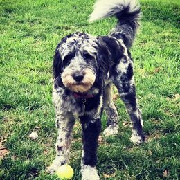 Aussiedoodles from The Blu Doodle