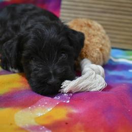 Ollie - Black male Miniature Schnauzer puppy in Dickson, Tennessee from Surely Blessed Mini Schnauzers