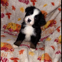 Millie - Black tri female Miniature Australian Shepherd puppy in Liberty, Mississippi from Liberty Oaks Aussies and Dachshunds