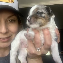 Aussiedoodle Puppies from Olive Tree Mini Aussiedoodles