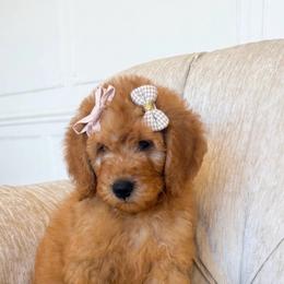 REMI - Apricot female Goldendoodle puppy in Independence, Oregon from ANKENY DOODLES