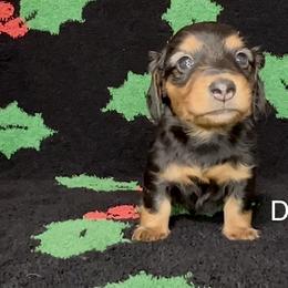 Dixie - Black and tan female Dachshund puppy in Poteau, Oklahoma from Sisters Dazzling Dachshunds
