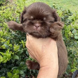 Boy 3 - Chocolate male Shih Tzu puppy in Ocala, Florida from Mimi's Shih-tzus of Ocala