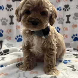 Orange - Golden male Cockapoo puppy in Lancaster, Kentucky from Dream Paws Puppies, LLC