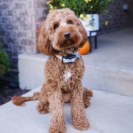Ivy - Goldendoodle