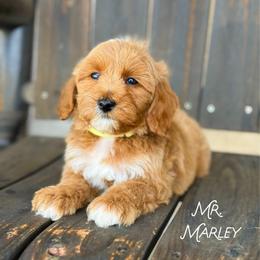Mr. Marley - Red  male Goldendoodle puppy in Sacramento, California from Dandy Doodles Goldendoodles