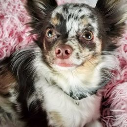 Harley - Chihuahua