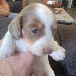 SAMMY - Piebald male Dachshund puppy in Paradise, Texas from C and J Minis