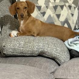 Velvet Red - Red female Dachshund puppy in Athens, Alabama from 4 Moore Ranch