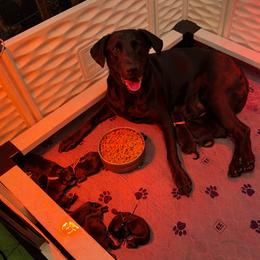 Labrador Retriever Puppies from Brad Gross