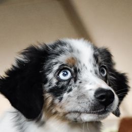 Miniature American Shepherds, Miniature Australian Shepherds, and Toy Australian Shepherds from Carolina Pride Aussies