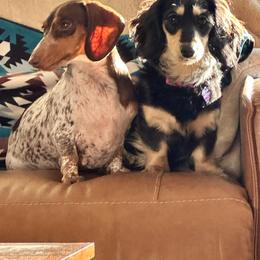 Misty - Dachshund