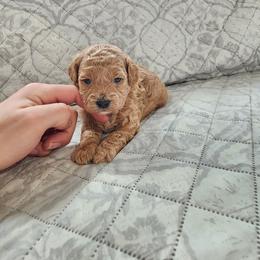 Pekingese, Poodle, and Shih Tzu Puppies from Happy puppies