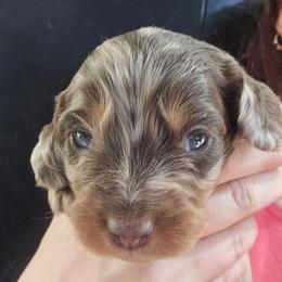 Alexei - Dapple male Dachshund puppy in Bigfork, Minnesota from Long Ears and Long Dogs Ranch