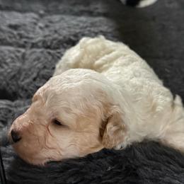 John - Black and white male Bernedoodle puppy in Hays, Kansas from Pine Street doodles