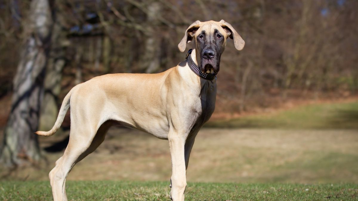 25 cute Great Dane puppies for sale in Wisconsin | Good Dog