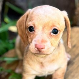 Dachshunds, French Bulldogs, and Siberian Huskies from KDKs Siberian Huskies