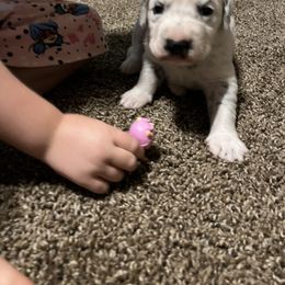 Dalmatian Puppies from Clarks 101 Dalmatians