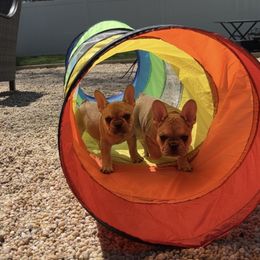 French Bulldog Puppies from The Midwest Frenchies