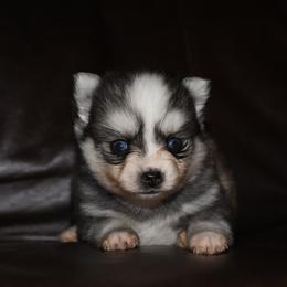 Blaze - Silver and white male Pomsky puppy in Coos Bay, Oregon from Ocean View Pomskies