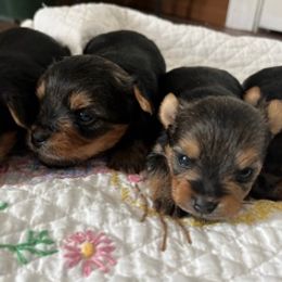 Yorkshire Terriers from Leslie's Pups