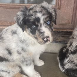 Girl 1 - Blue merle Australian Shepherd puppy in Surprise, Arizona from Magley Ranch Aussies