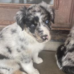 Girl 1 - Blue merle Australian Shepherd puppy in Surprise, Arizona from Magley Ranch Aussies