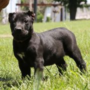 Purple Collar - Black female Perro de Presa Canario puppy in Pocahontas, Illinois from Cabeza Grande Kennel