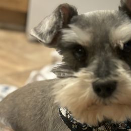 Miniature Schnauzers from Dishman's Miniature Schnauzers