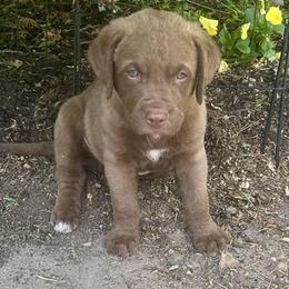Girl 1 - female Chesapeake Bay Retriever puppy in Dover, Delaware from Rebecca's Chesapeake Bay Retrievers
