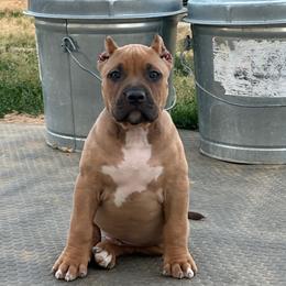 Black Fawn - Fawn male American Bully puppy in Union County, North Carolina from XLRG BULLIES