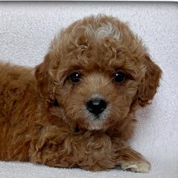 Cavapoo puppies from Sharyland Pets