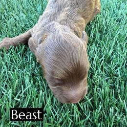 Beast - Brown and white male Aussiedoodle puppy in Bakersfield, California from Annie's Aussies