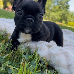 French Bulldog Puppies from Divine French Bulldogs