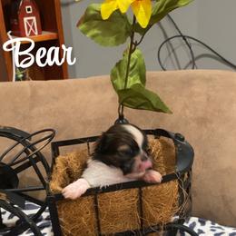 Bear - Chocolate male Shih Tzu puppy in Bauxite, Arkansas from TnT Shih Tzu