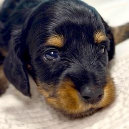 Winston - Black and tan male Dachshund puppy in Sutherland, Virginia from Sutherland Estates Dachshunds