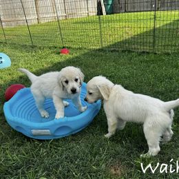 Golden Retriever Puppies from Lakemist Retrievers