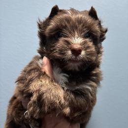 Sarge - Chocolate, tan and white male Yorkshire Terrier puppy in Georgia from Berggipfel Yorkies