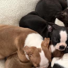 Boston Terriers from Mad Bossies