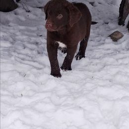 Red - Brown male Chesapeake Bay Retriever puppy in Michigan from Blackwood Chesapeakes